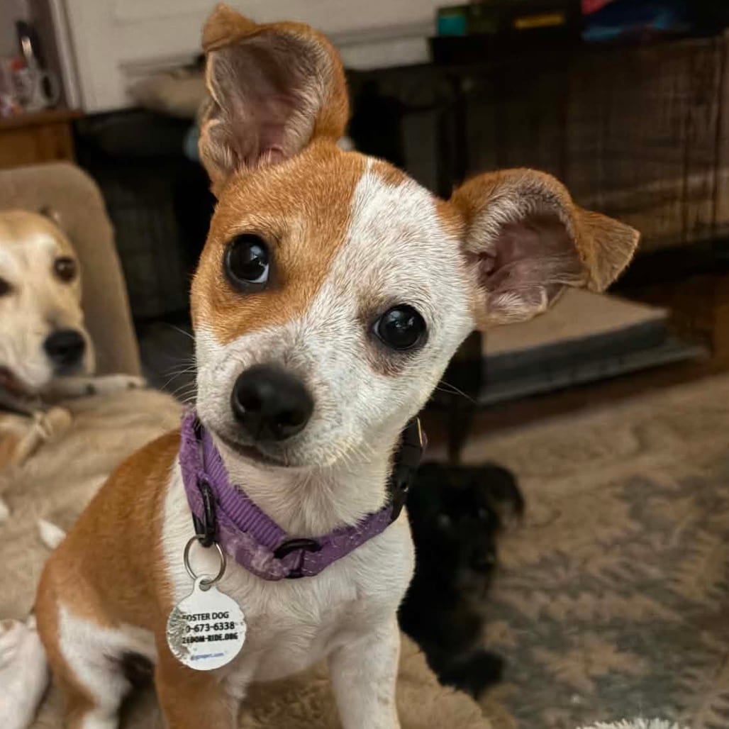 Photo of Riggs, adoptable Terrier / Mixed Breed (Small) in Raleigh area, North Carolina