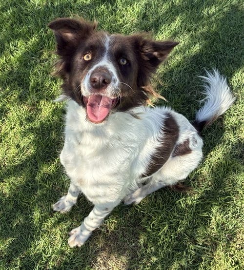 Photo of Trina, adoptable Border Collie in San Bernardino, California