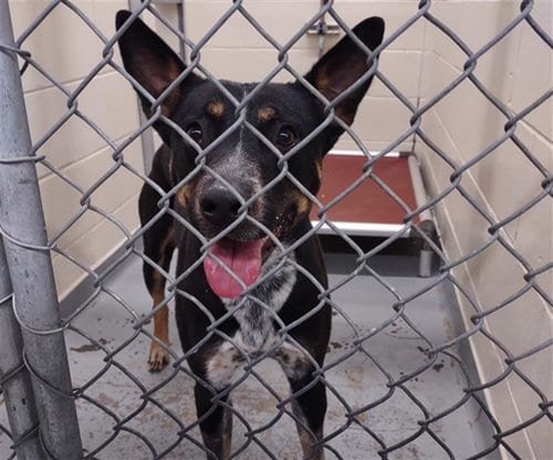 Photo of Tchalla, adoptable Australian Cattle Dog/Blue Heeler in Anchorage, Alaska