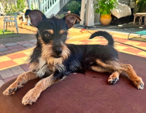 Photo of Captain, adoptable Yorkshire Terrier Yorkie in San Diego, California