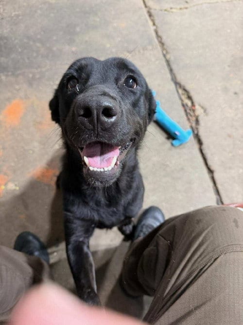Photo of Polly, adoptable Labrador Retriever in Rootstown, Ohio