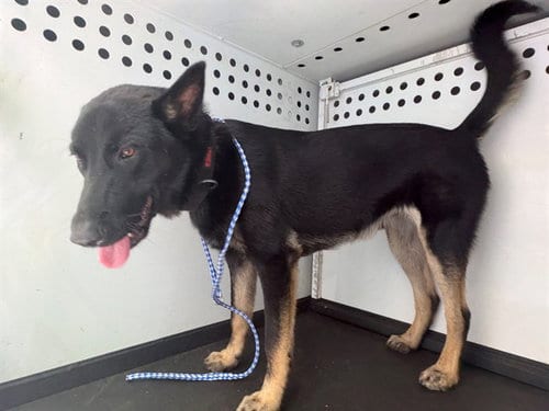 Photo of A170966, adoptable German Shepherd Dog in Bakersfield, California