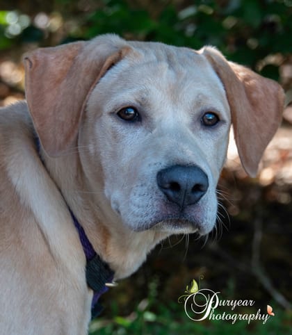 Photo of Jack, adoptable Retriever, Labrador/Mix in Mobile, Alabama