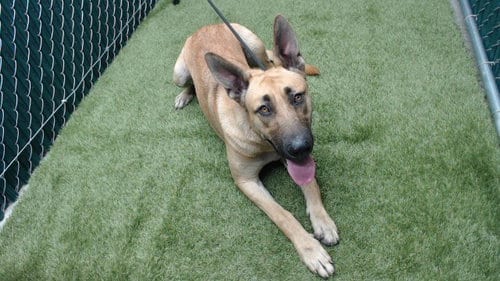 Photo of Dotty, adoptable German Shepherd Dog in Downey, California