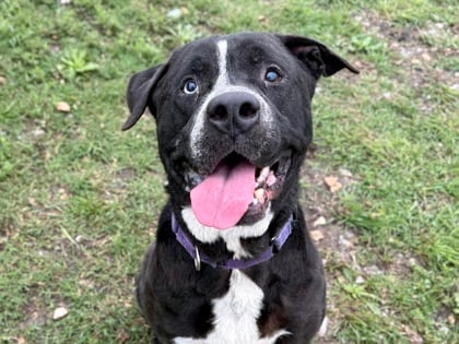 Photo of Timmy, adoptable dog in Georgetown, Texas