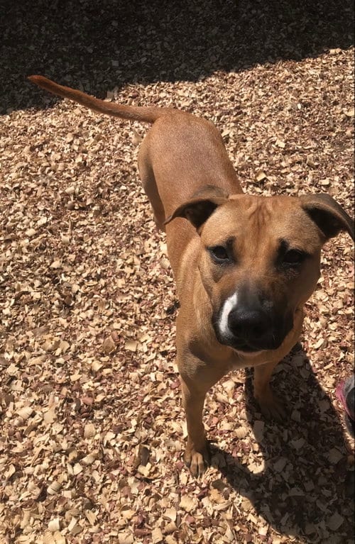 Photo of Sissy, adoptable Labrador Retriever in Houston, Texas