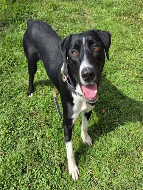 Photo of Chance, adoptable Doberman Pinscher in Lodi, California