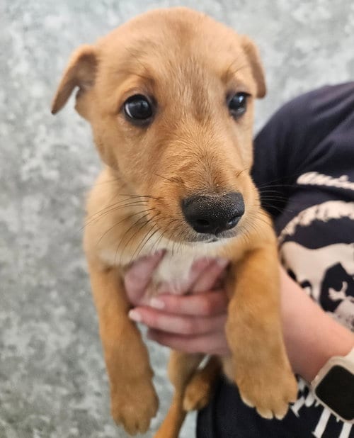Photo of Holly, adoptable Unknown breed in Rancho Santa Fe, California