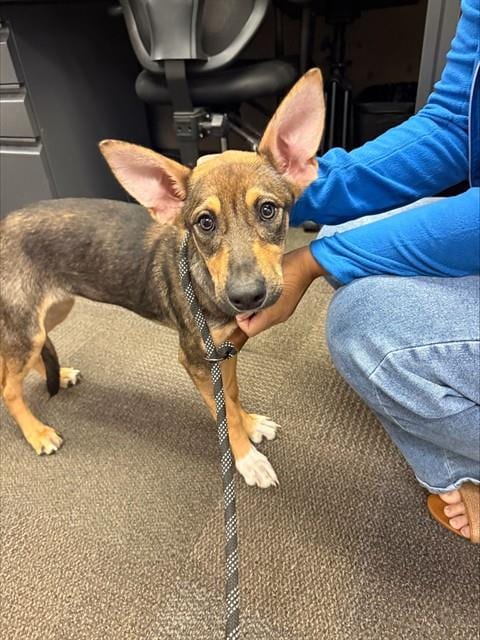Photo of Roo, adoptable German Shepherd Dog in Bakersfield, California