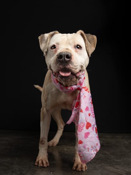 Photo of Damsel, adoptable dog in Atlanta, Georgia
