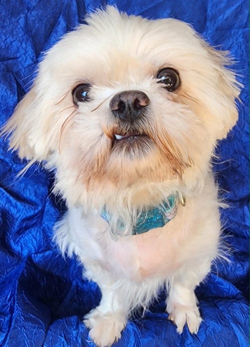 Photo of Molly, adoptable Maltese in Cuba, New York