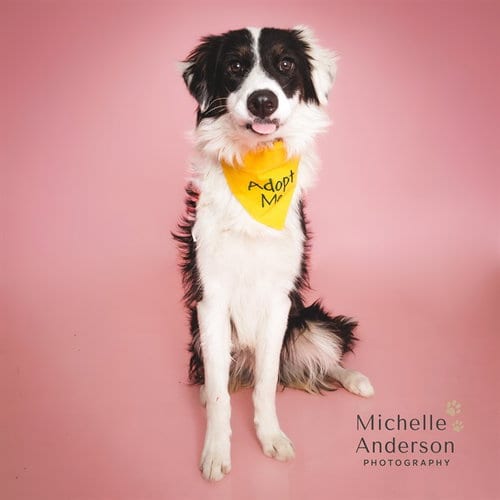 Photo of Diego, adoptable Border Collie in Corona, California