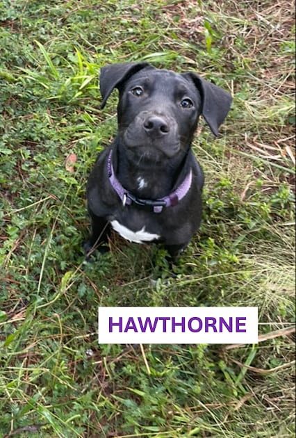Photo of Hawthorne, adoptable Unknown breed (short coat) in Gainesville, Florida