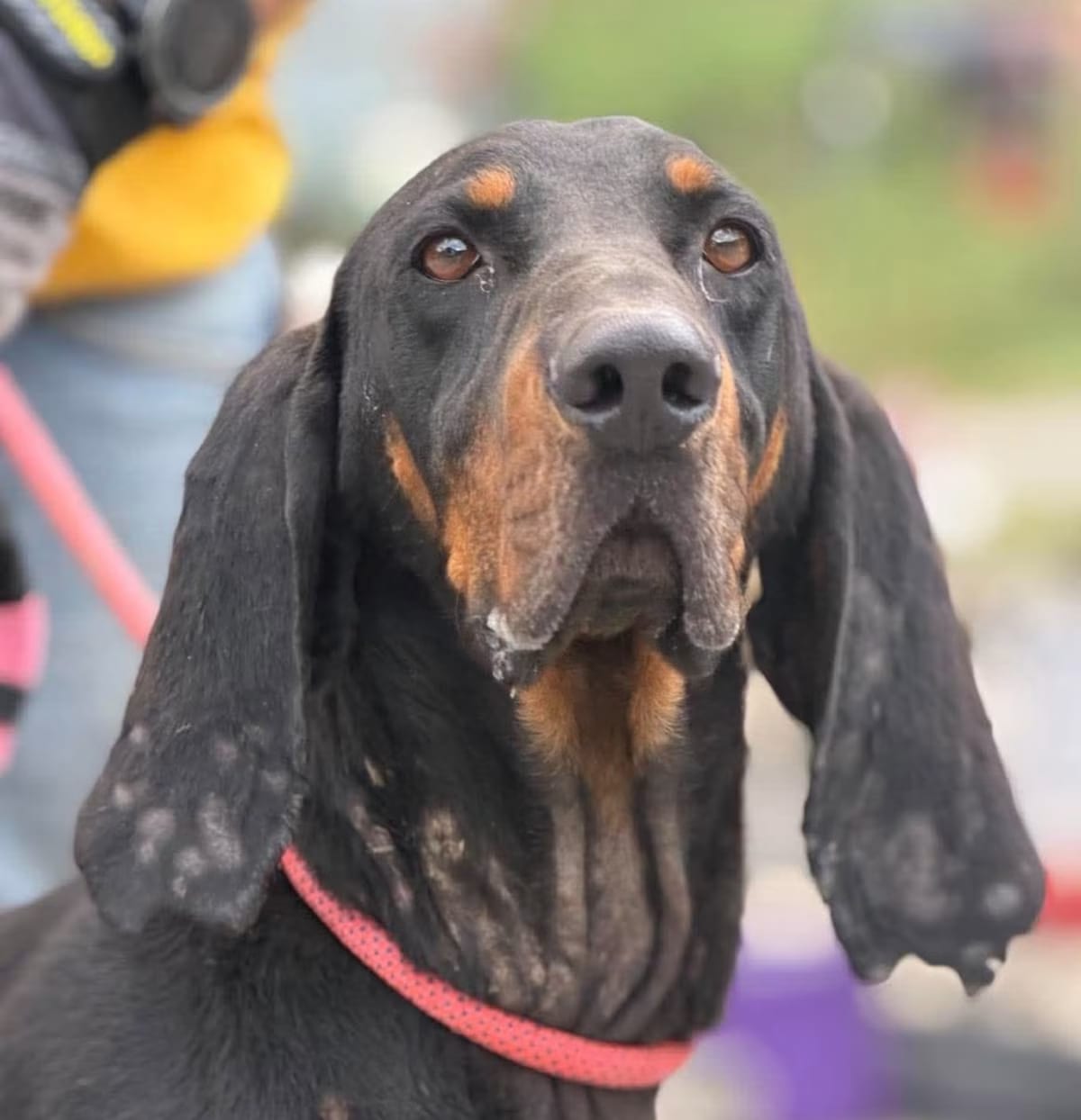 Photo of Guinness, adoptable Black and Tan Coonhound in Frederick, Maryland