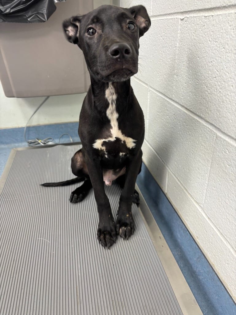 Photo of Porthos, adoptable Hound in Findlay, Ohio