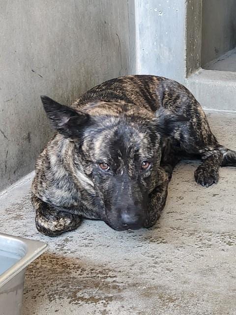 Photo of A597840, adoptable German Shepherd Dog in San Bernardino, California