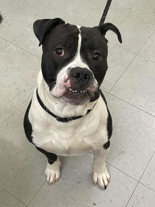 Photo of Max, adoptable Terrier in Low Moor, Virginia