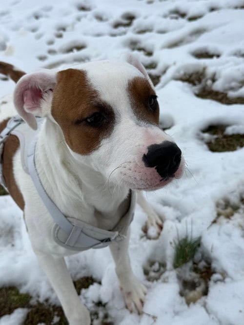 Photo of Alosa, adoptable Hound in Evansville, Indiana