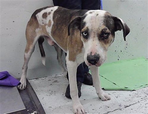 Photo of Mac, adoptable Catahoula Leopard Dog in Houston, Texas