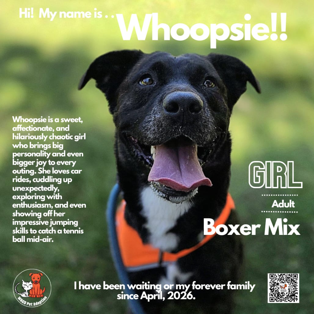 Photo of Whoopsie, adoptable Boxer / Retriever, Labrador in Westminster, California