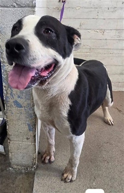 Photo of Riley, adoptable Pit Bull Terrier in San Bernardino, California