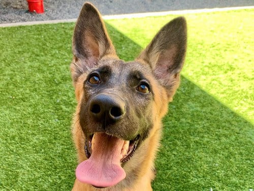 Photo of Carley, adoptable Belgian Shepherd Malinois in Moreno Valley, California