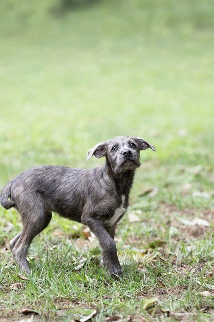 Photo of Sophie, adoptable Schnauzer in Belleville, Illinois