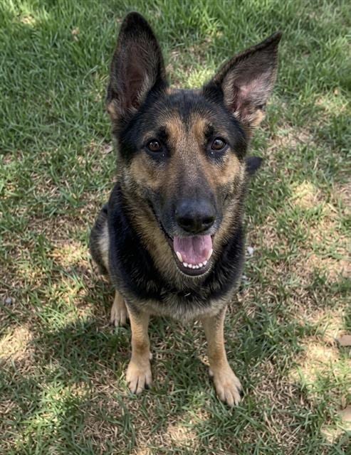 Photo of Ladybug, adoptable German Shepherd Dog in Riverside, California
