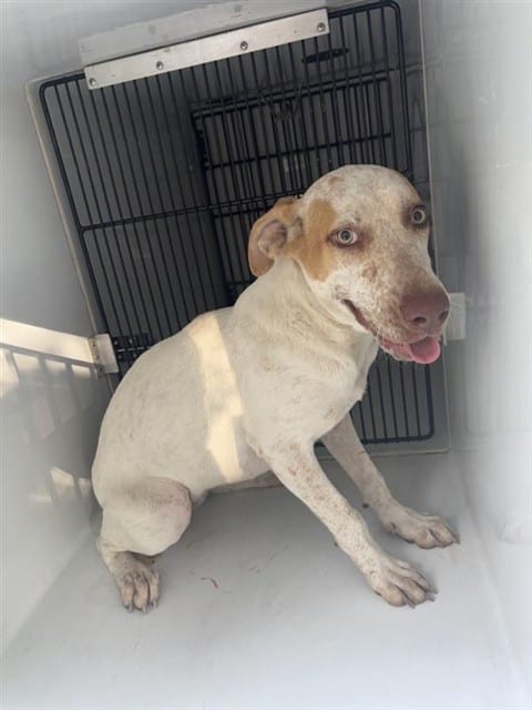 Photo of Senior Whippet mix, adoptable Whippet mix in Houston, Texas