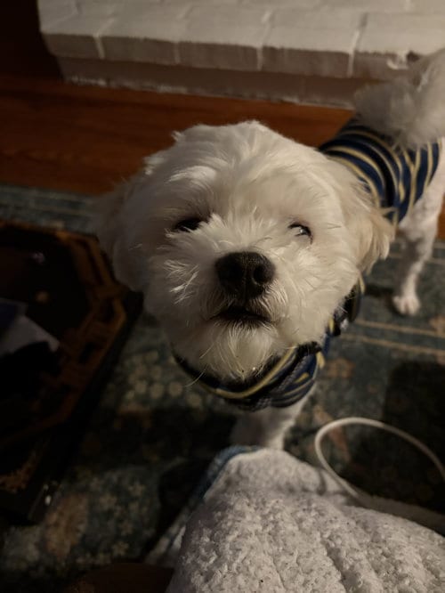 Photo of Deuce, adoptable Shih Tzu in Lancaster, Pennsylvania
