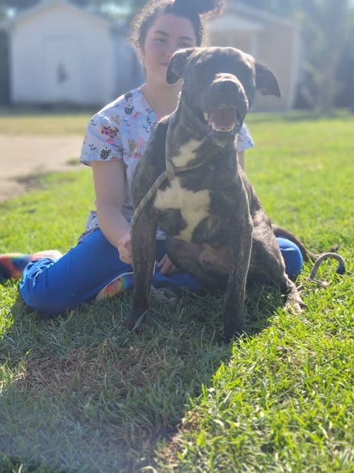 Photo of Cash, adoptable Boxer in Orangeburg, South Carolina