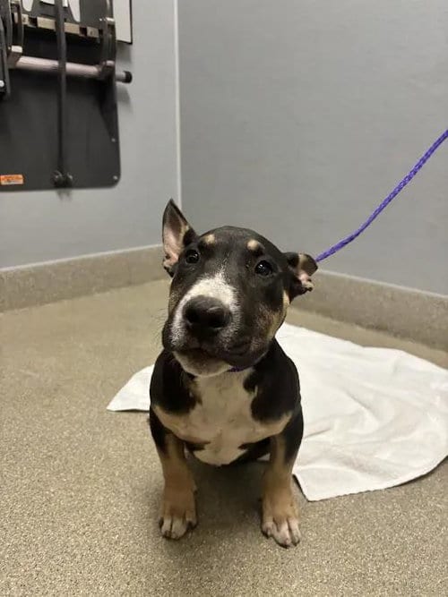 Photo of Cabbage, adoptable Bull Terrier in Las Vegas, Nevada