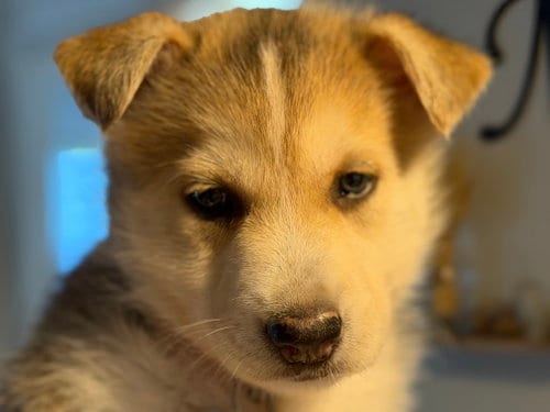 Photo of Loki (Venus Litter), adoptable Husky in Holly Springs, North Carolina
