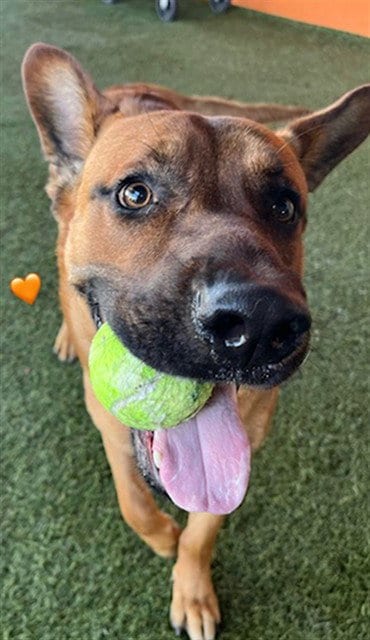 Photo of Rocky, adoptable German Shepherd Dog in Miami, Florida