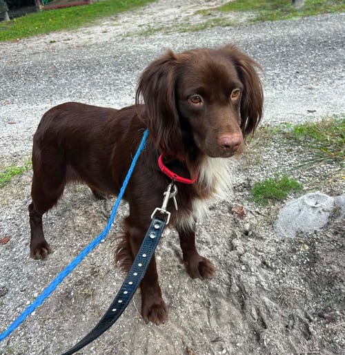 Photo of Cocoa, adoptable Irish Setter in Osteen, Florida