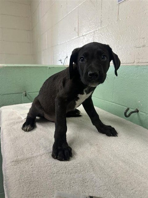 Photo of Lemonade, adoptable Pit Bull Terrier in Sacramento, California
