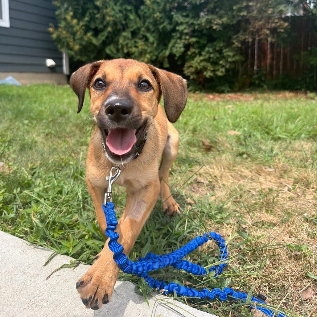 Photo of Maverick D70558, adoptable Coonhound / Mixed Breed (Medium) in Minnesota, Minnesota