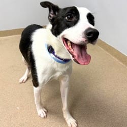 Photo of Pogo, adoptable Border Collie in Aurora, Colorado