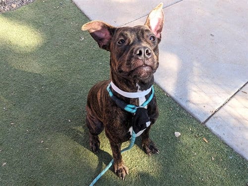 Photo of Sookie, adoptable Boxer in Phoenix, Arizona