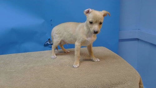 Photo of A5804582, adoptable Chihuahua in Gardena, California
