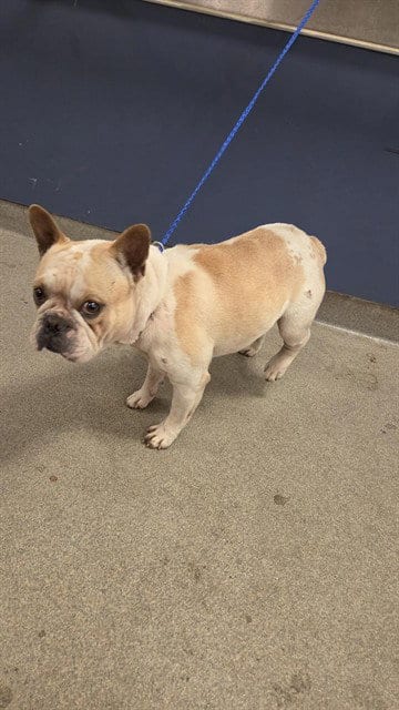 Photo of Shwam, adoptable French Bulldog in Miami, Florida