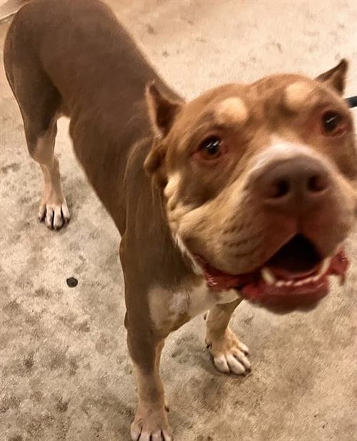 Photo of Frank, adoptable Mastiff in Miami, Florida