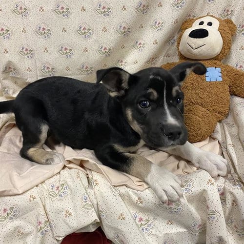 Photo of A614661, adoptable Siberian Husky in Modesto, California