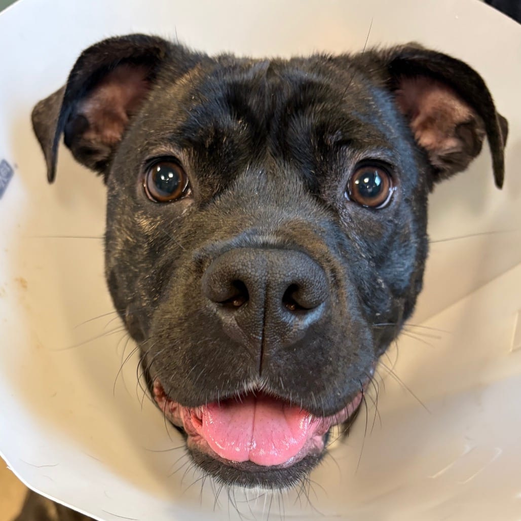 Photo of Sparkle, adoptable Terrier, American Pit Bull / Boxer in Baltimore, Maryland