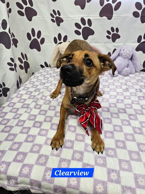 Photo of Clearview, adoptable Rat Terrier in Metairie, Louisiana