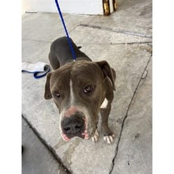 Photo of Rubble, adoptable American Bulldog in Doral, Florida