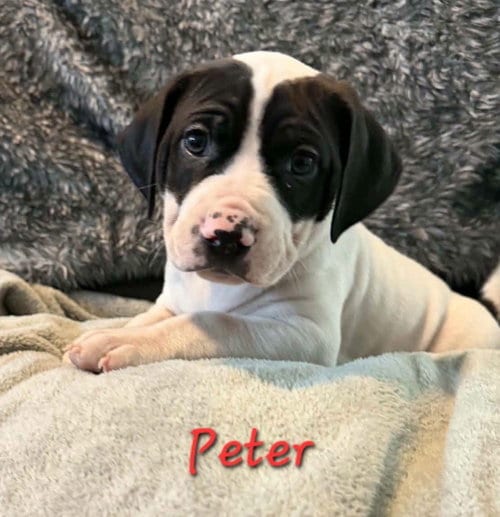 Photo of Peter, adoptable Beagle in Anchorage, Alaska