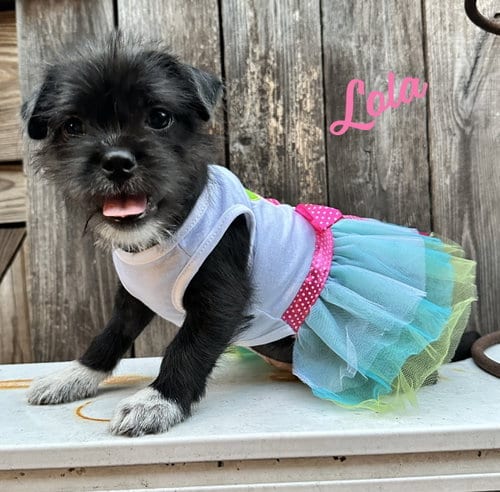 Photo of Lola #plush-toy-litter, adoptable Jack Russell Terrier in HOUSTON, Texas