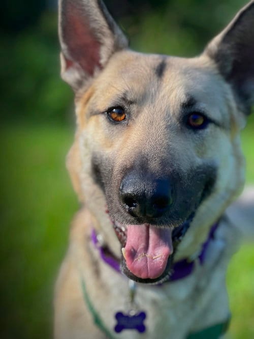Photo of Breezy, adoptable German Shepherd Dog in New Orleans, Louisiana