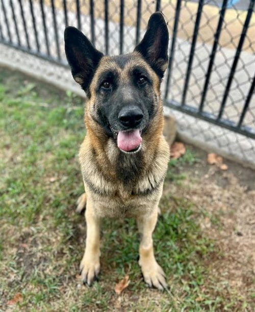 Photo of Rose, adoptable German Shepherd Dog in Riverside, California